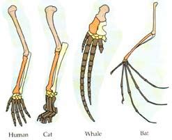 We did not find results for: Darwin Debunked