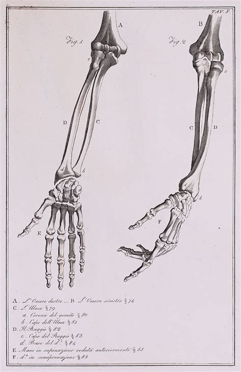 Human Arm Bone Anatomy / humerus labeled - Google Search | Human