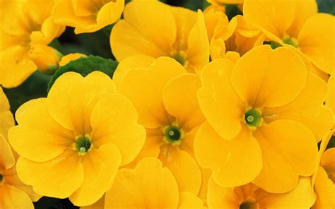 Yellow Flower Wallpapers Wallpaper Cave