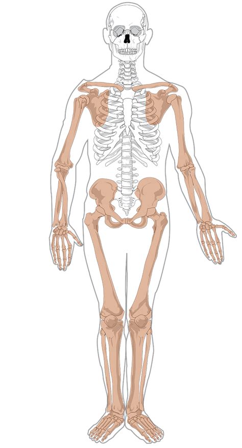 vector esqueleto humano png clipart humano esqueleto cuerpo humano images