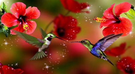 Spring Bird Desktop Wallpaper 81 Images