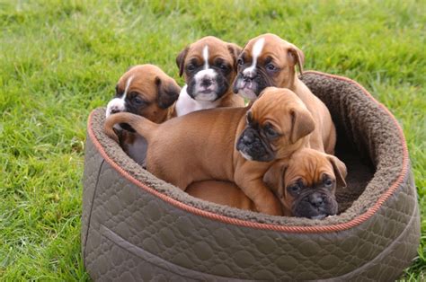 They will be ready for pick … browse thru thousands boxer dogs for adoption in virginia, usa area listings on puppyfinder.com to find your perfect match. Very loved, KC reg Boxer puppies for sale | Horsham, West ...