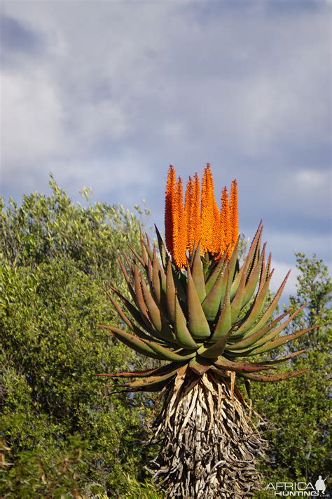 Mountain Aloe Aloe Littoralis South Africa