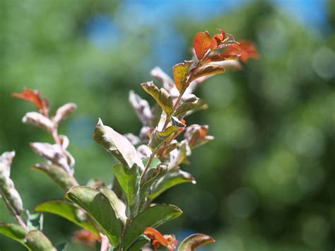 The underlying fungus is different for different species, but all these fungi cause the the white patches visible on maple tree leaves are the means by which the fungus produces its spores. Crapemyrtles for Great Summer Color | East Texas Gardening