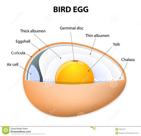 Bird egg structure stock vector. Illustration of substance ...