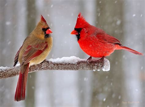 Winter Northern Cardinals Copyright Strictly Enforced T Flickr