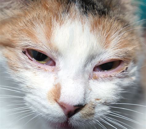 l lysine for feline herpes virus catwatch newsletter