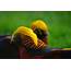 Colourful Birds  Pentax User Photo Gallery