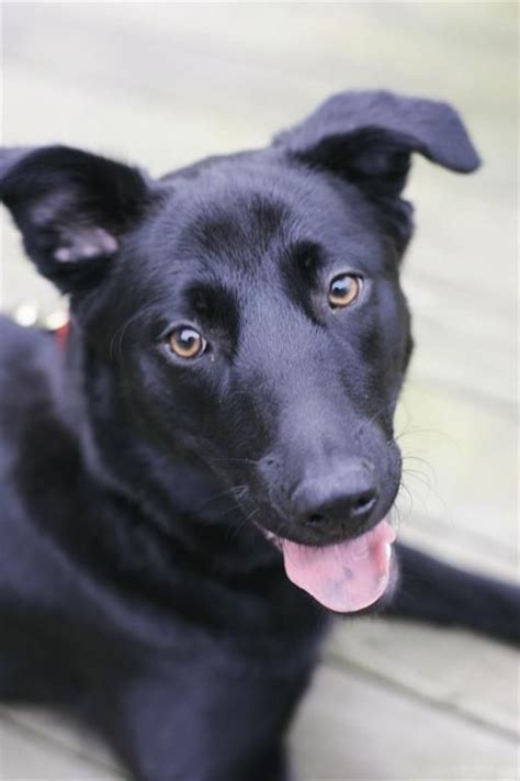The German Shepherd Lab Mix: Everything You Need To Know | GUIDE