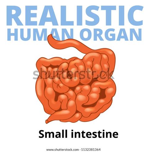 Realistic Human Small Intestine Isolated On 스톡 일러스트 1132381364