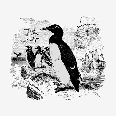 Vintage Victorian Style Penguin Engraving Premium Vector Illustration