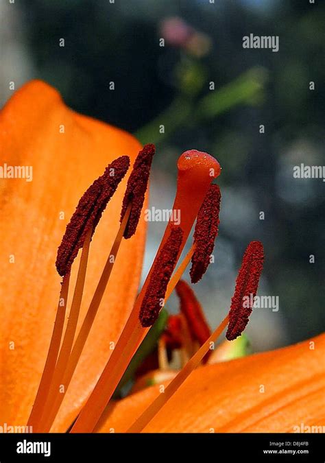 Flowers Day Lily Lilies Stock Photo Alamy