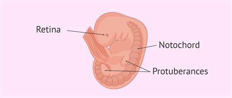 Fetus In The Fifth Week Of Pregnancy