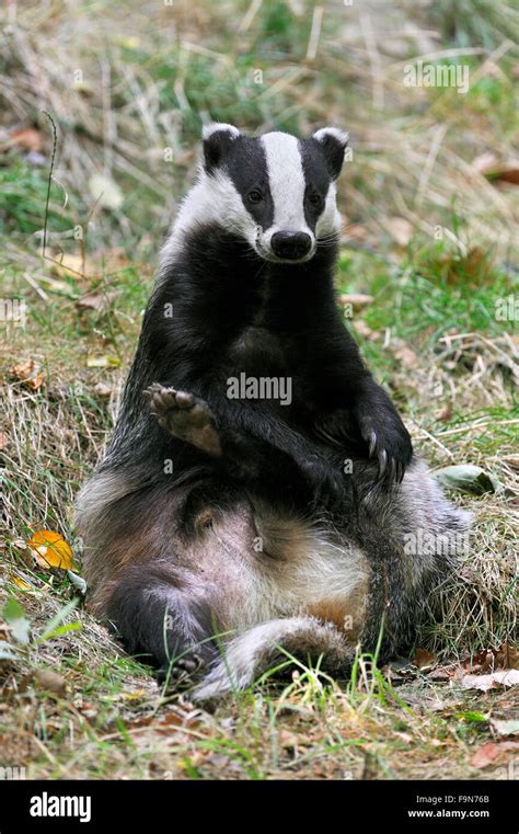 European Badger Meles Meles Sitting Upright In Meadow And Grooming