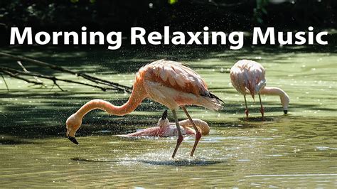 Morning Relaxing Music Birds Singing Singing Bird Morning Relaxing Mesic Meditation Music