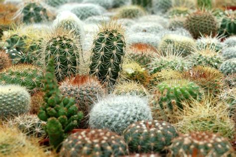Cactus And Succulents Easy Plants To Grow Three Elegant Varieties