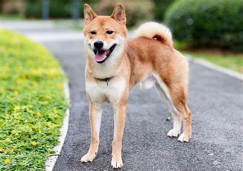 What Are The Best Oriental Inspired Japanese Dog Names K9 Web
