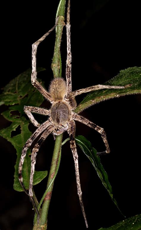 The brazilian wandering spider is the name of many spider species in the phoneutria genus. Brazilian Wandering Spider (Phoneutria sp) | Found in the ...