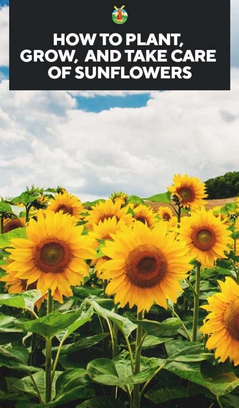 Growing Sunflowers How To Plant Grow And Take Care Of