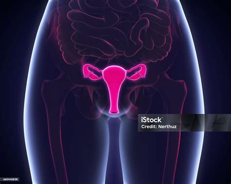 女性生殖系統 照片檔及更多 子宮 照片 子宮 子宮頸癌 子宮頸 istock