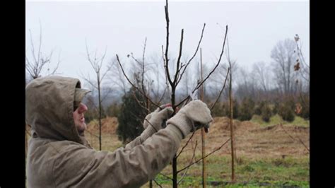 How To Prune Your Small Ornamental Pear Trees Youtube