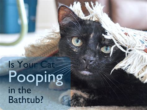 I started feeding her wet food daily (once a day) and suddenly stopped because it seemed to make her stool really. Is Your Cat Pooping in the Bathtub or Shower? | PetHelpful