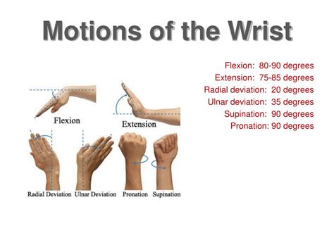 Ppt Wrist And Hand Powerpoint Presentation Free Download Id4595290