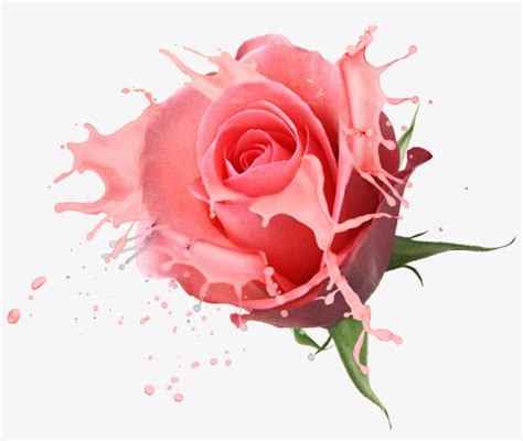 Flower Bouquet Rose Drawing Rose Psd Free Transparent Png Download