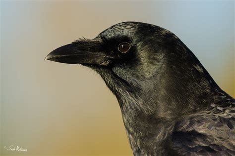 American Crow Corvus Brachyrhynchos Cottage Lake Park W Flickr