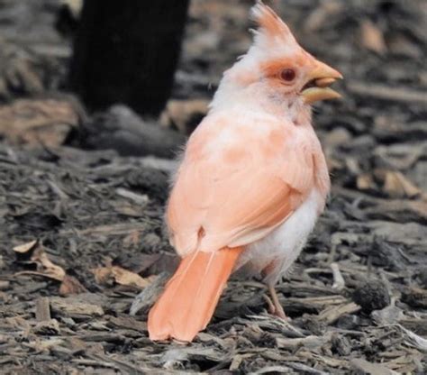 This Albino Northern Cardinal Was Spotted In Mount Todays Bird