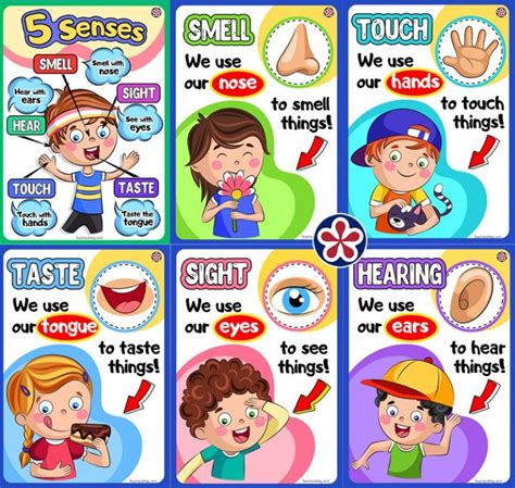 Free Downloadable Senses Poster Set Senses