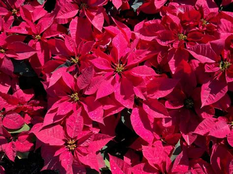 December Birth Month Flowers Narcissus Poinsettia And Holly Petal