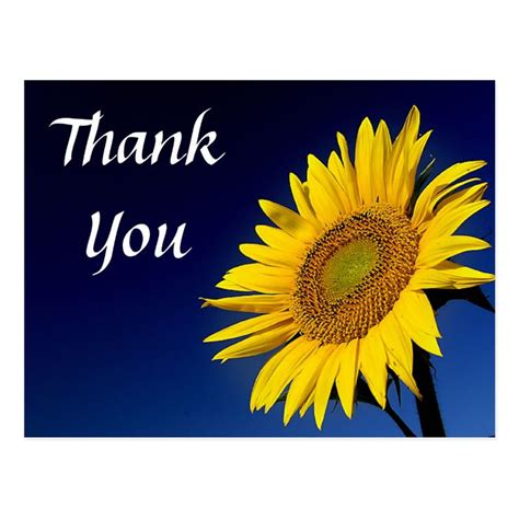 Thank You Yellow Sunflower Greeting Postcard Thank You