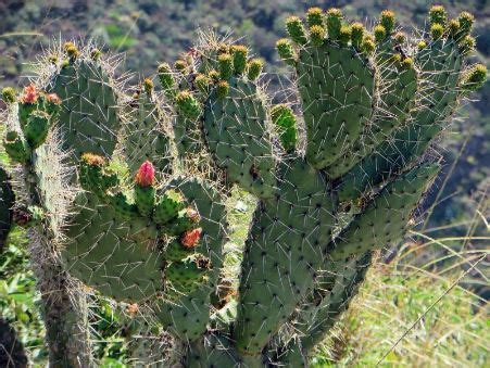 Esto es importante ya que hay algunos sitios que venden semillas que posteriormente a la compra no dan suficientes garantías. ᐈ GENERO OPUNTIA 【 \\\ /// 】Cactus Opuntias 2021