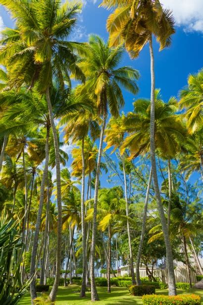 Tropical Palm Trees Free Stock Photo Public Domain Pictures