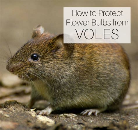 We did not find results for: How to Protect Flower Bulbs from Voles - Longfield Gardens