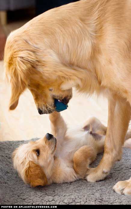 Cute Golden Retriever Pup Playing With Mom Cute Animals Pets Puppies