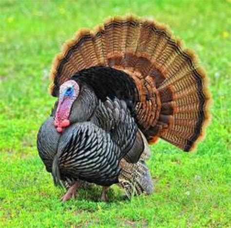 The Secret Of Male Beauty In Turkeys Ucl News Ucl University