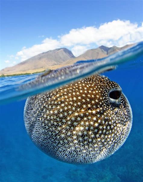 78 Best Ideas About Puffer Fish On Pinterest Animal Photography Fish