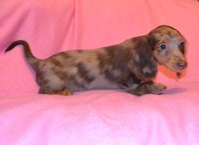 She sports a long chocolate and tan dapple hair coat with minimal white markings. Miniature Dachshund Chocolate & Tan Dapple Long Hair ...