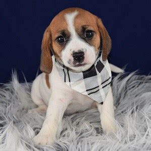 All our beautiful puppies are come from our professional private meet 'calloway', our bleheim akc cavalier puppy for sale in san diego, ca!! Cavalier mix puppies for sale in PA | Ridgewood puppies