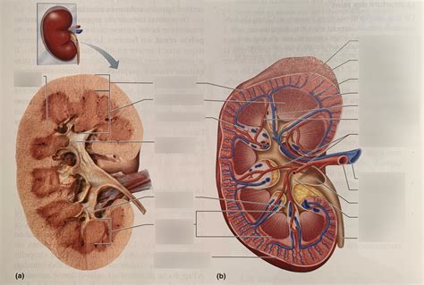 B C Anatomie Interne Du Rein Diagram Quizlet