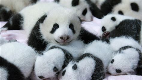 Baby Pandas On Bed Hd Panda Wallpapers Hd Wallpapers