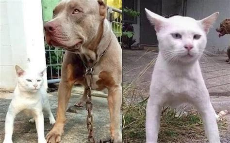 Un Gato Que Se Cree Perro Se Hace Viral Fue Criado Por Dos Pitbulls