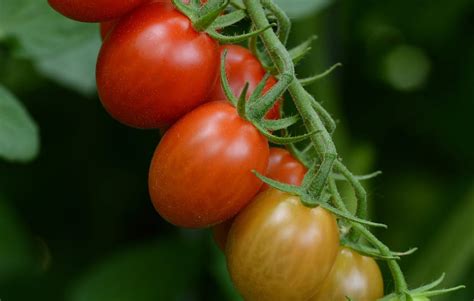 Sugar Rush Tomato Fresh Plants