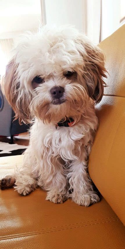 Bolonka Zwetna Charakter & Wesen des Hundes: