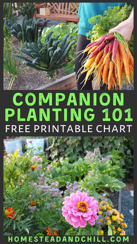 Companion Planting 101 W Garden Companion Planting Chart Artofit