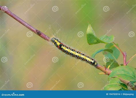 Chenille Photo Stock Image Du Cutworm Insectes Lente 194702016