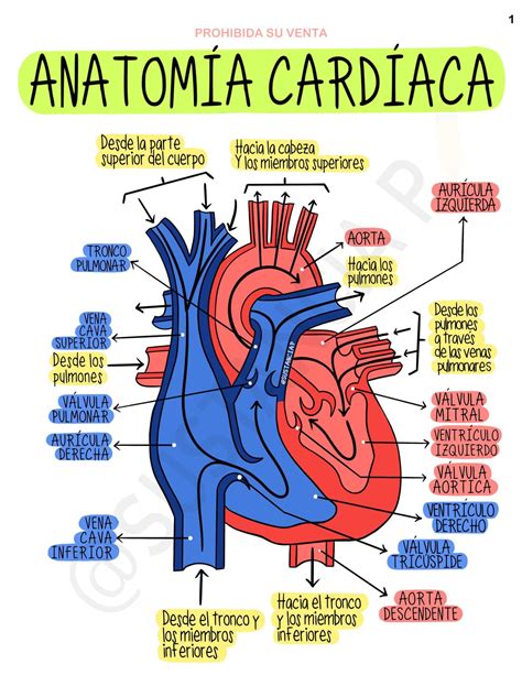 Anatomía Anatomia Cardiaca Anatomía Anatomía Médica