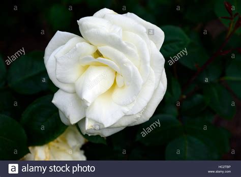 Cream Rose Roses Hi Res Stock Photography And Images Alamy